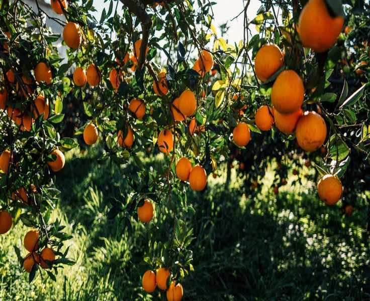 Pruning Orange Trees: 6 Key Techniques for Success