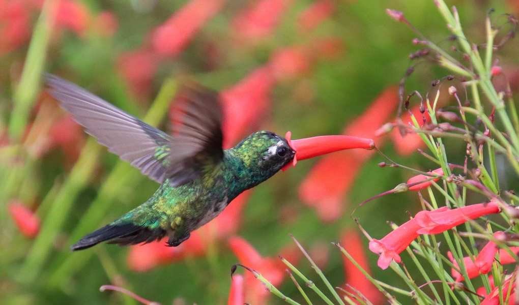 Growing the Firecracker Plant for Spectacular Red Blooms