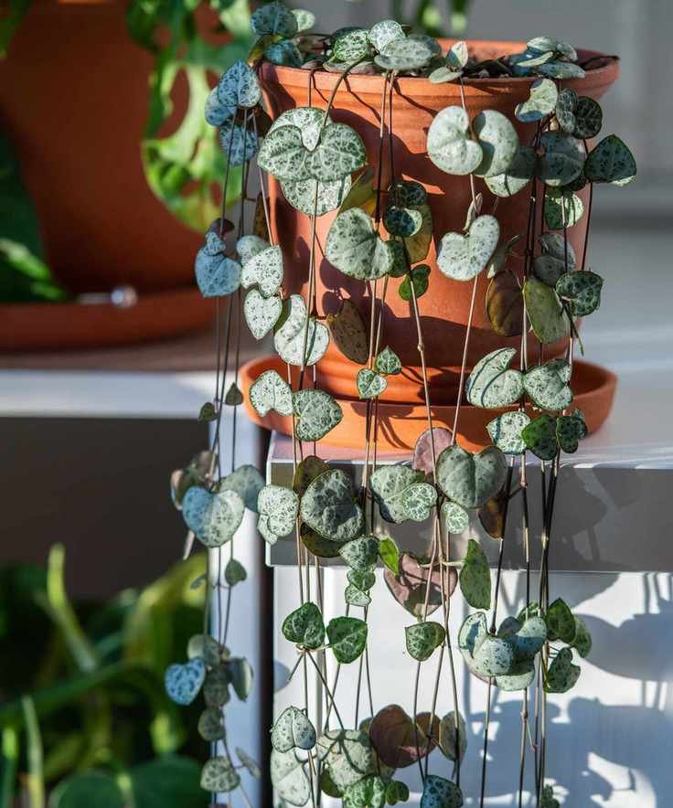 String of Hearts (Ceropegia woodii) indoor plant trailing from shelf