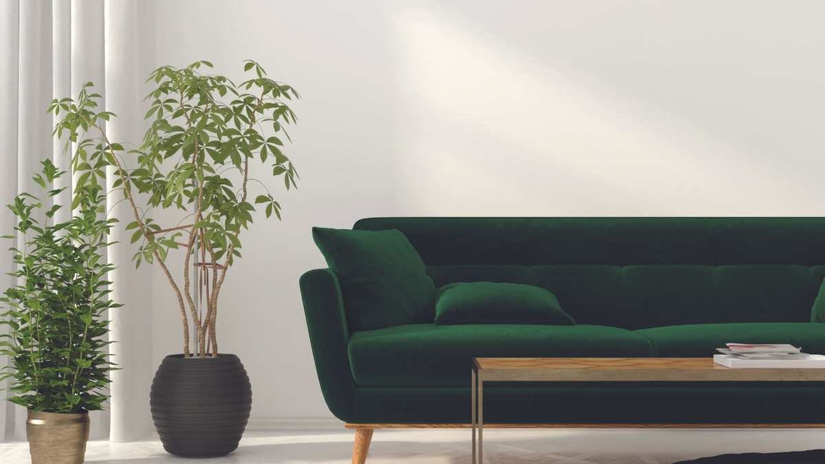 Choosing the Right Fertilizer for Your Houseplants
