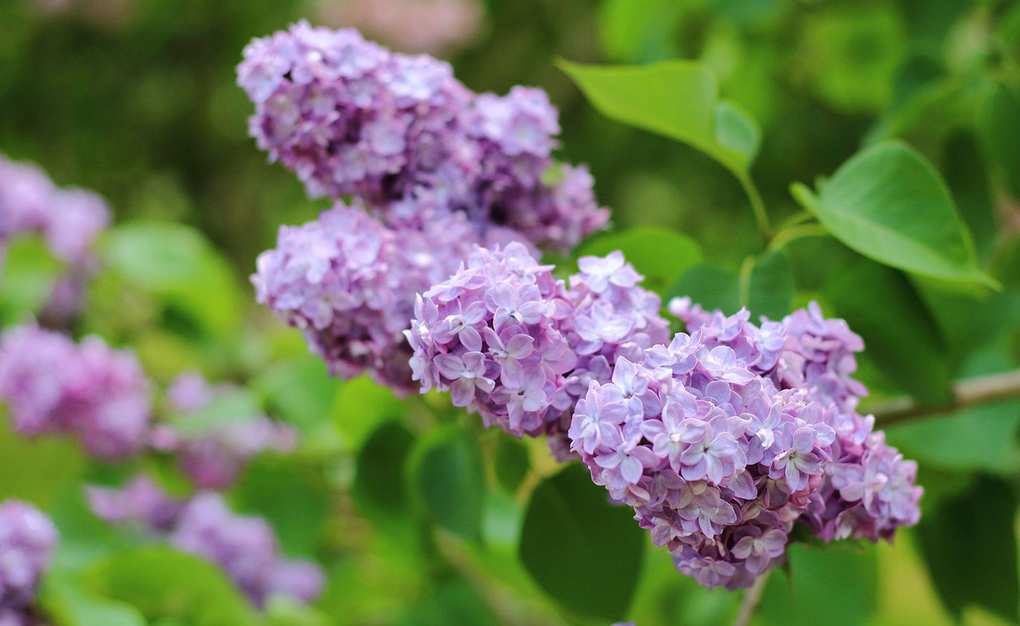 Pruning Lilac: Ensure Stunning Blooms Year After Year