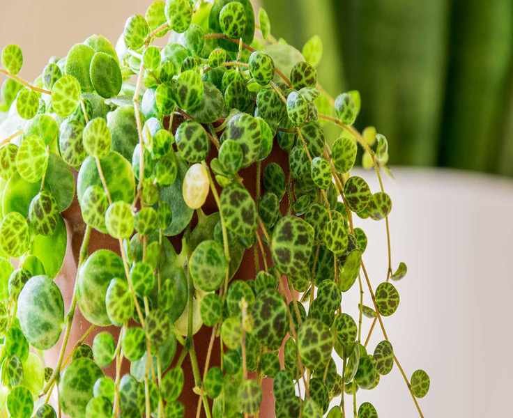 Propagating String of Turtles: Easy Methods for Thriving Plants