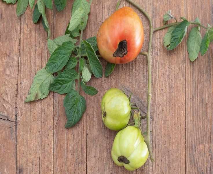 Tomatoes Turning Brown on the Bottom? Discover the Cause of Blossom-End Rot