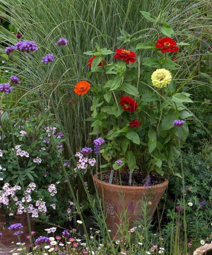 growing zinnias in pots in a garden