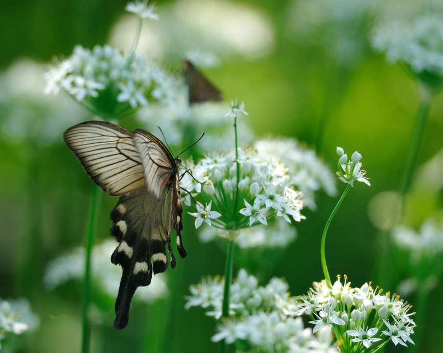 butterfly on garlic chive flowers