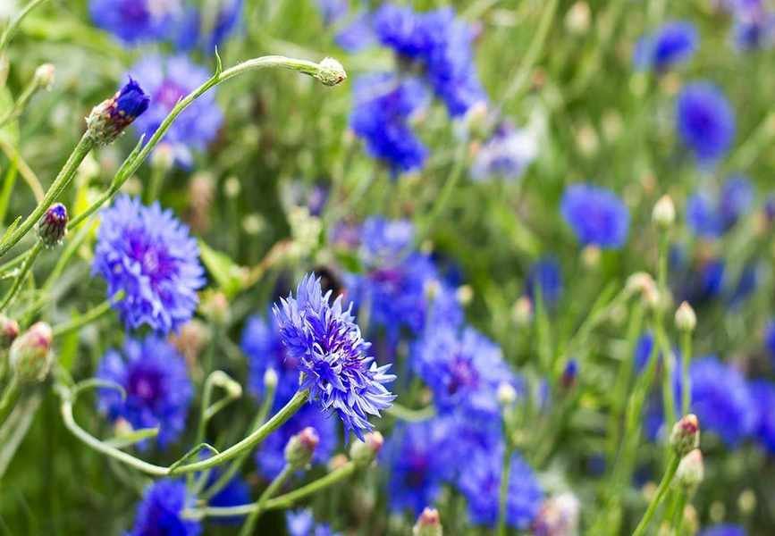 Top 8 Easy Flowers to Grow from Seed This Spring
