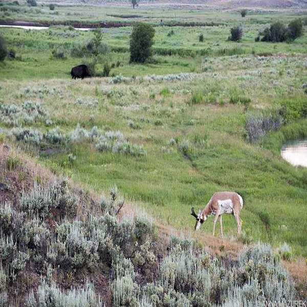 Exploring Yellowstone National Park: Must-See Sites and Tips