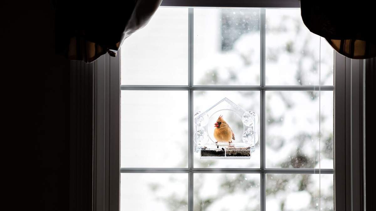 Comparing Window Bird Feeders and Standard Bird Feeders for Your Yard