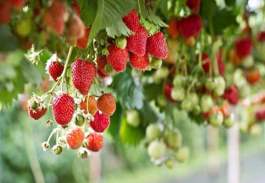 Growing Strawberries in Pots and Baskets for Homegrown Delight