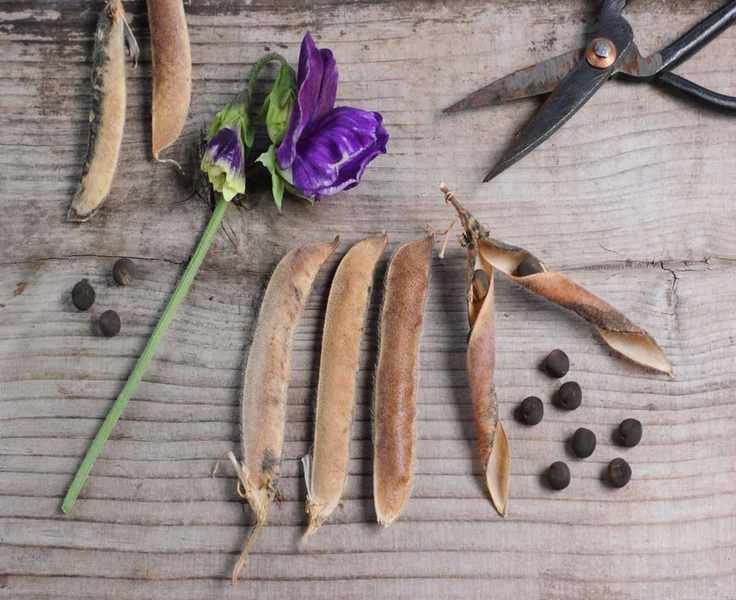 Harvesting Sweet Pea Seeds: Tips for Saving and Storing