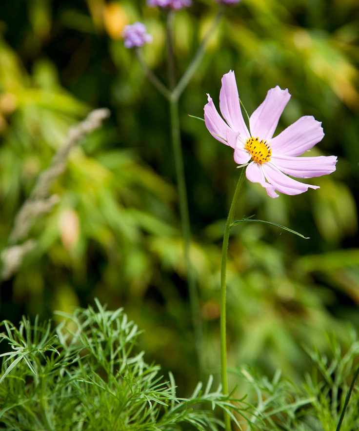 drought tolerant planting cape daisy