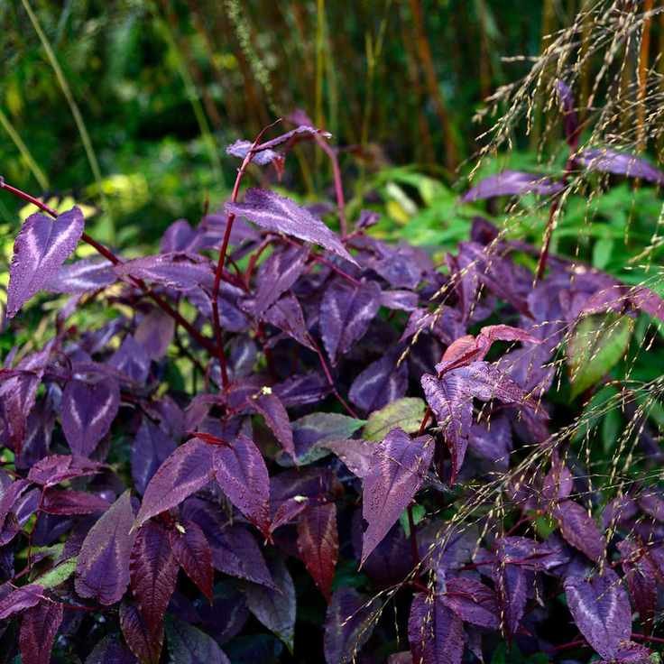 Persicaria Microcephala Red Dragon