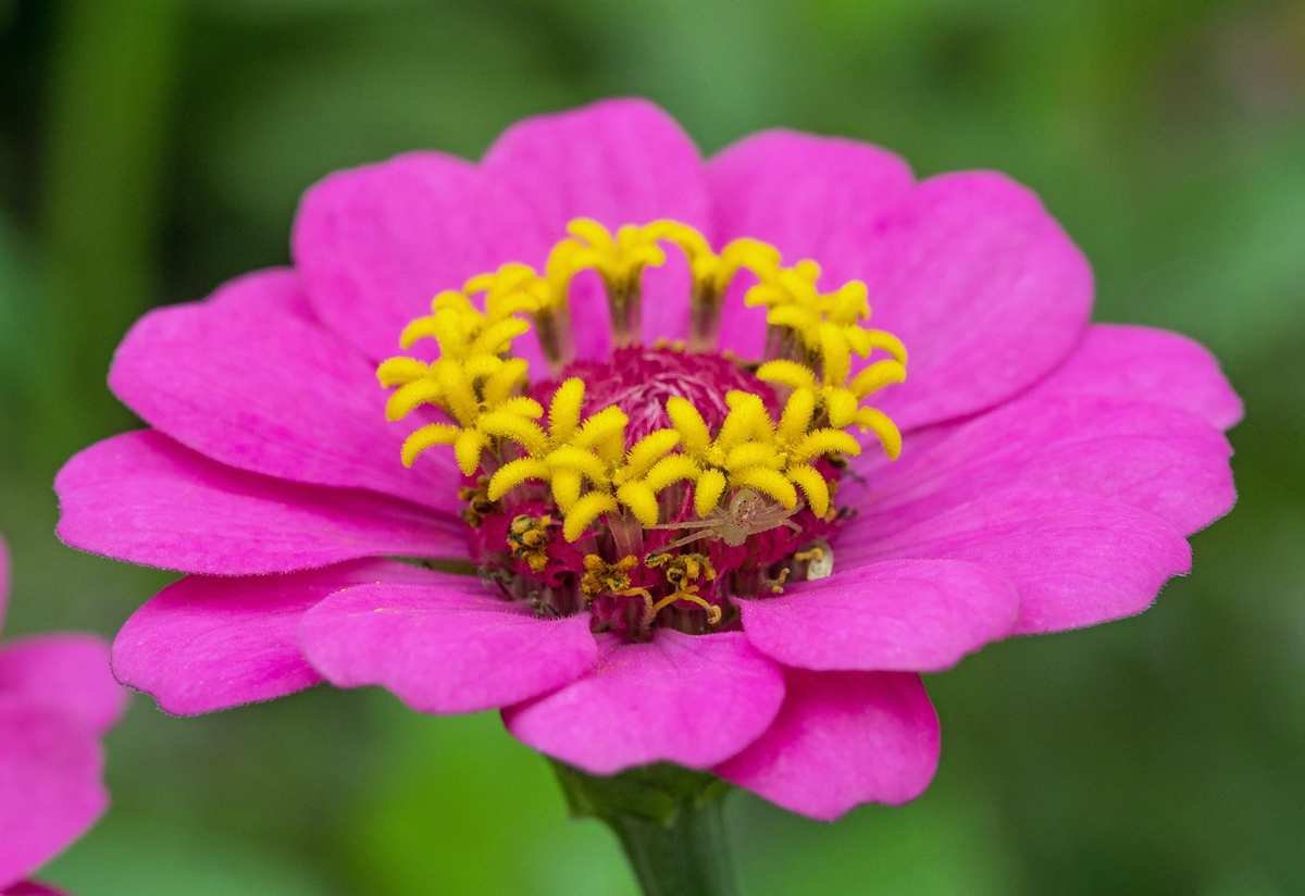 how to grow zinnias david-clode-unsplash