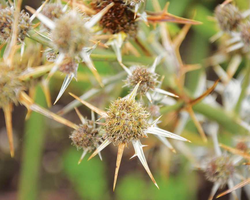 drought tolerant planting sea holly