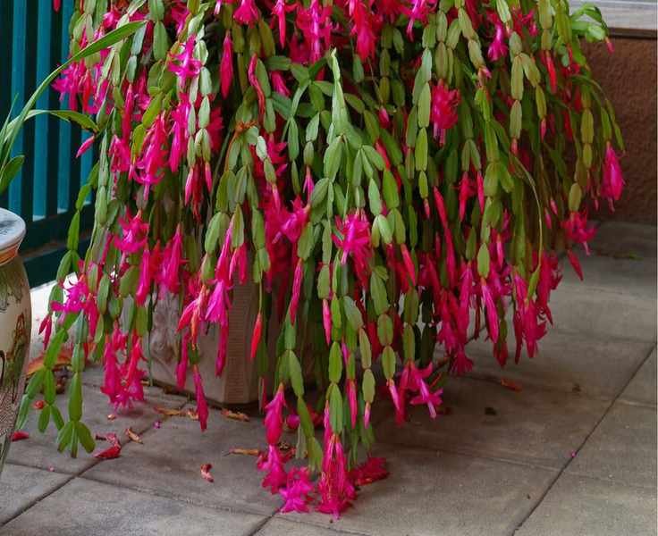 Can Keeping Your Christmas Cactus in the Dark Help It Bloom?