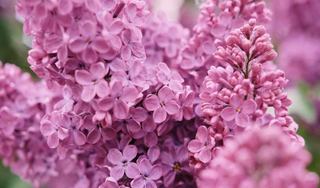 Top Shrubs for Your Front Yard – 10 Plants for Color and Aroma
