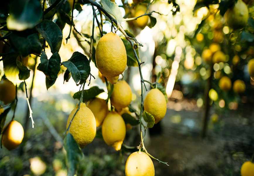 Essential Citrus Tree Care Tips for Growing Lemons, Limes, and More
