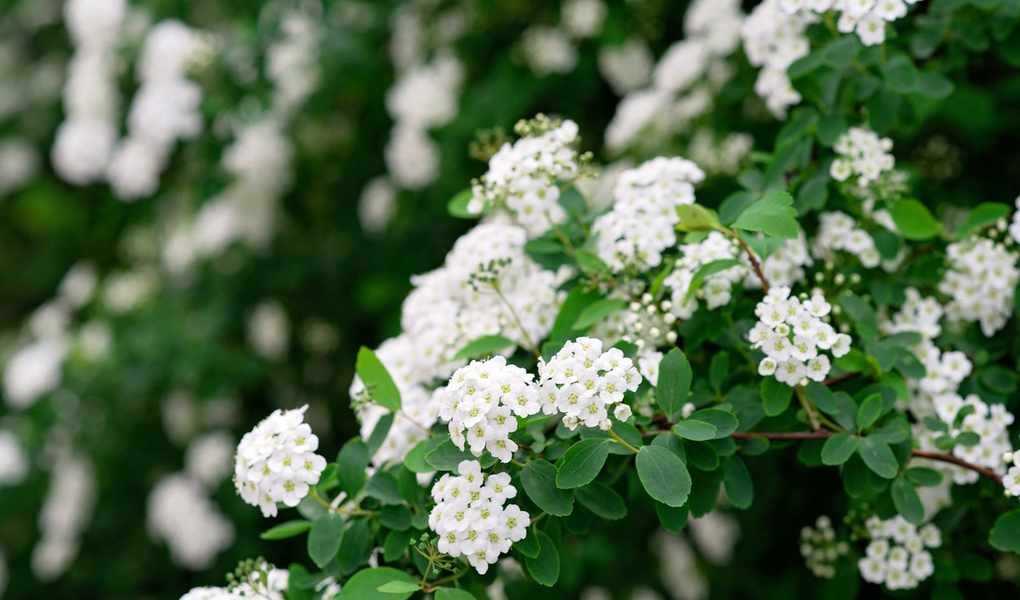 Top Spiraea Varieties: 10 Stunning Shrubs for Colorful Foliage