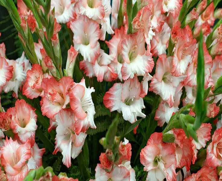 Discover 12 Exciting Gladiolus Varieties for Vibrant Summer Gardens