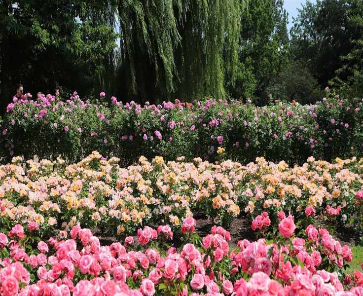 Growing Ground Cover Roses: Expert Tips for Gorgeous Low-Growing Blooms