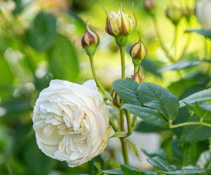 Claire Austin in bloom in garden