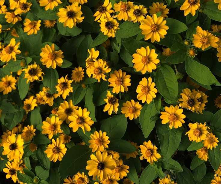 Yellow melampodium, or Butter Daisy, flowers