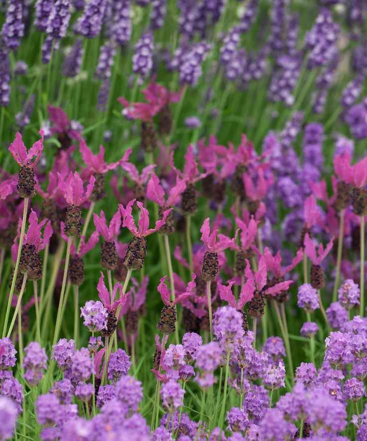 different varieties of lavender planted together
