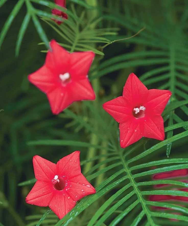 Cypress vine with red star-shaped flowers