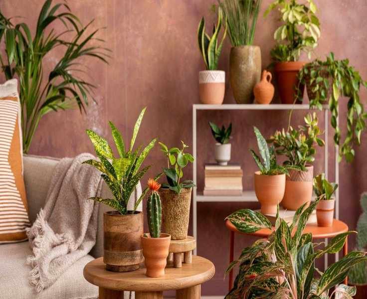 Houseplant Styles for 2025: 7 Chic Ways to Elevate Your Indoor Garden