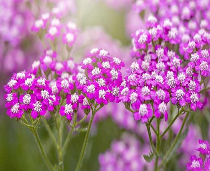 Growing Common Yarrow: A Drought-Resistant Perennial for Your Garden