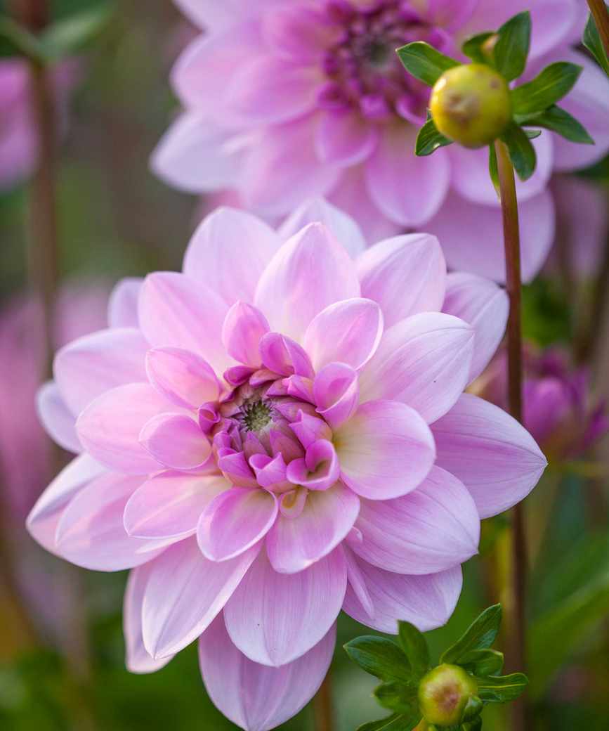 pink dahlia 'Ocean Bird'