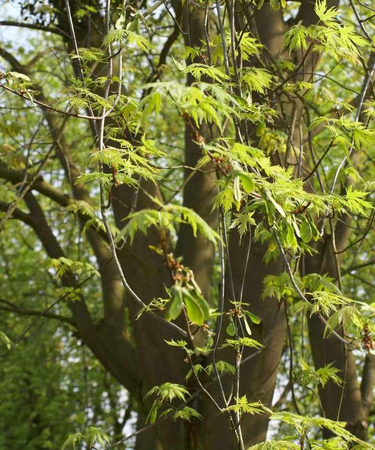 silver maple