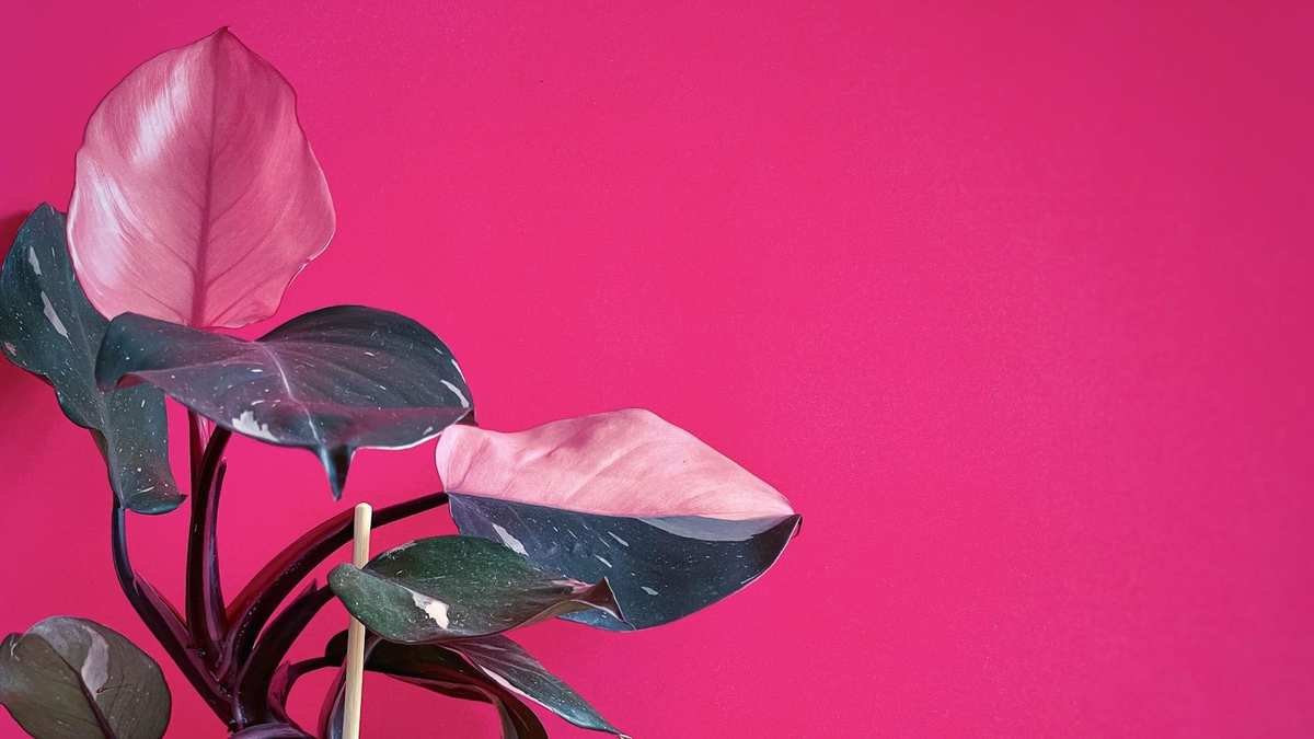 Brighten Your Space with 5 Lively Pink Houseplants