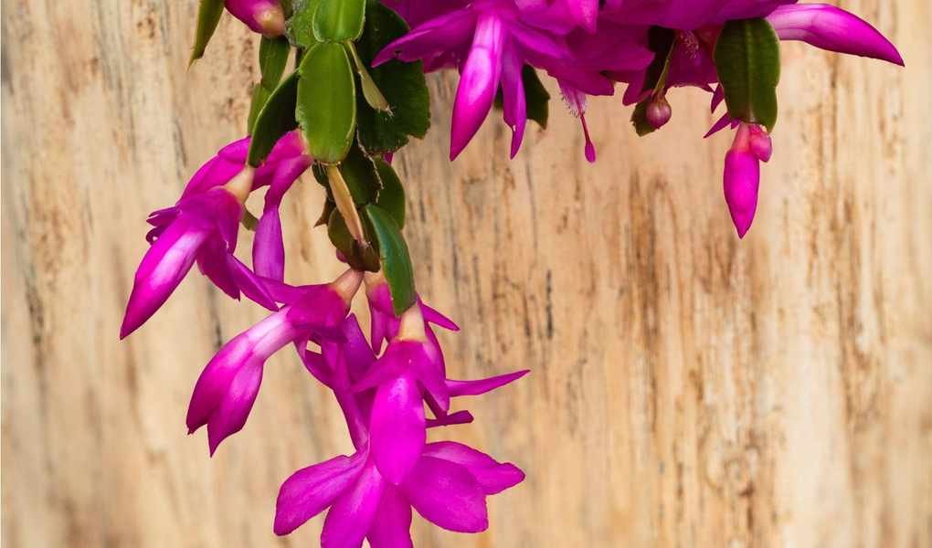 Troubleshooting Your Christmas Cactus: Why It's Not Blooming