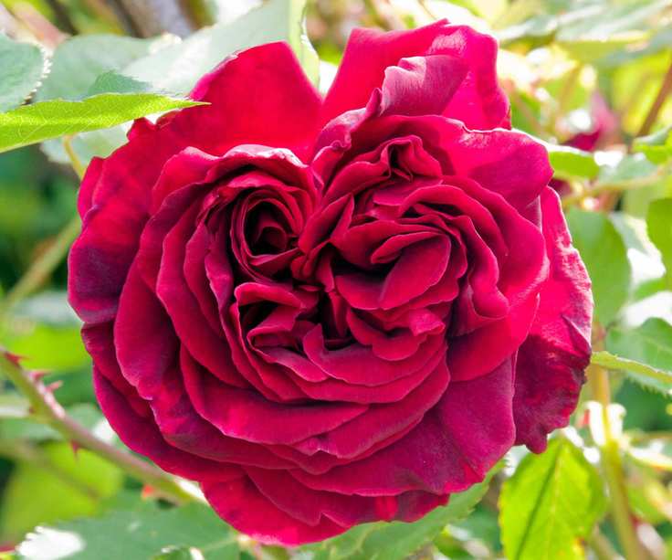 The red blooms of Rosa 'Lady in Red' with green foliage
