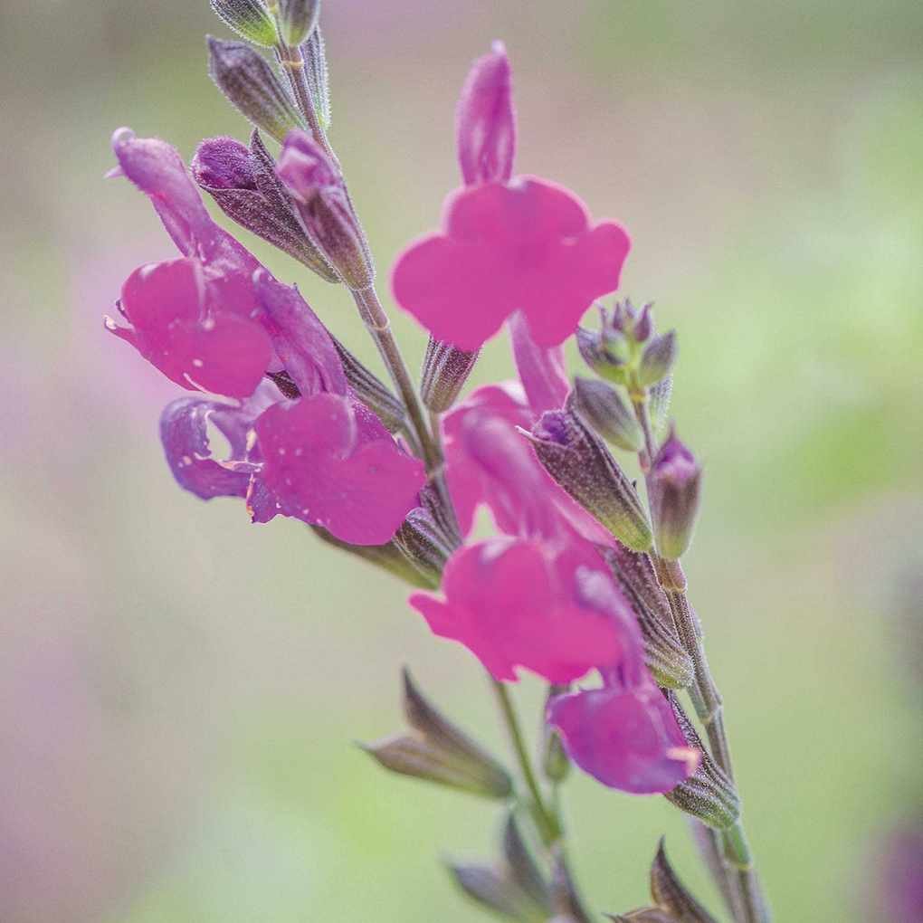 Arctic Blaze Purple Salvia Plant