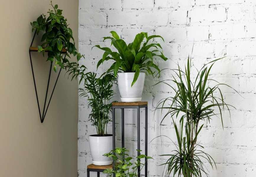 Top Plant Stands for Indoor Plants to Elevate Your Home Decor