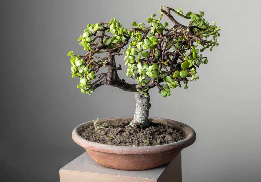 Jade bonsai tree