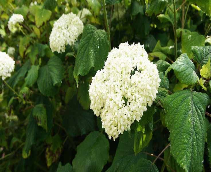 Planting Annabelle Hydrangeas: Essential Steps for a Thriving Shrub