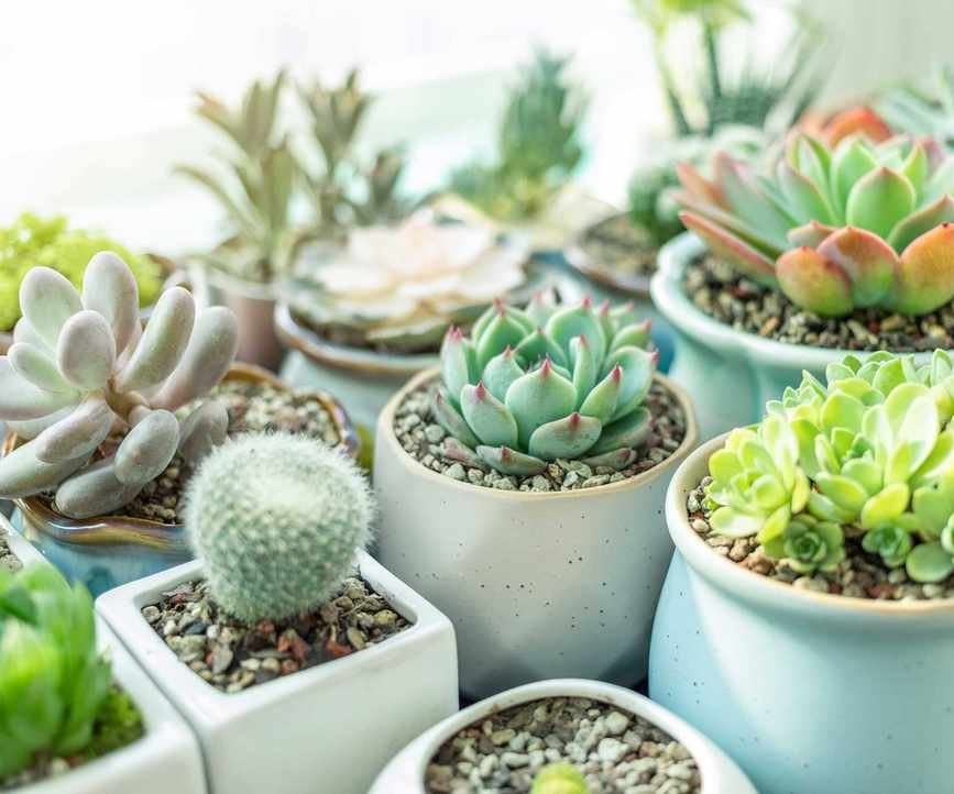 collection of small potted succulents and cacti