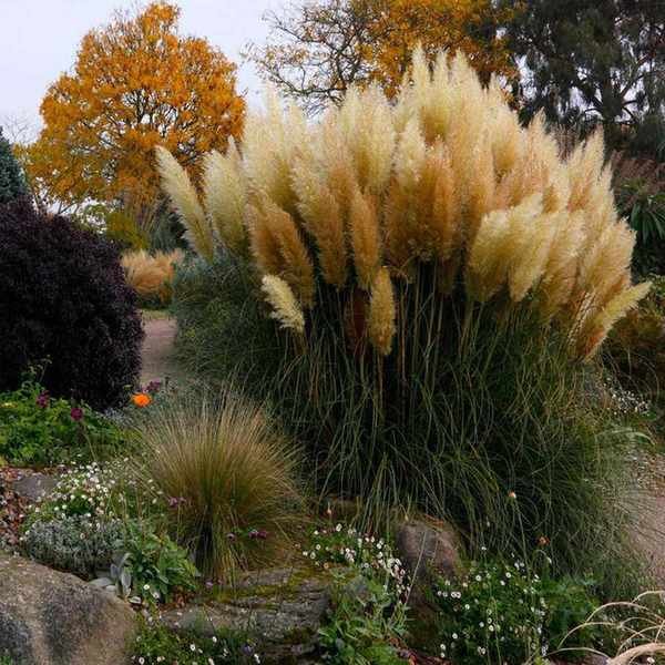 pampas grass in garden border with other grasses and plants