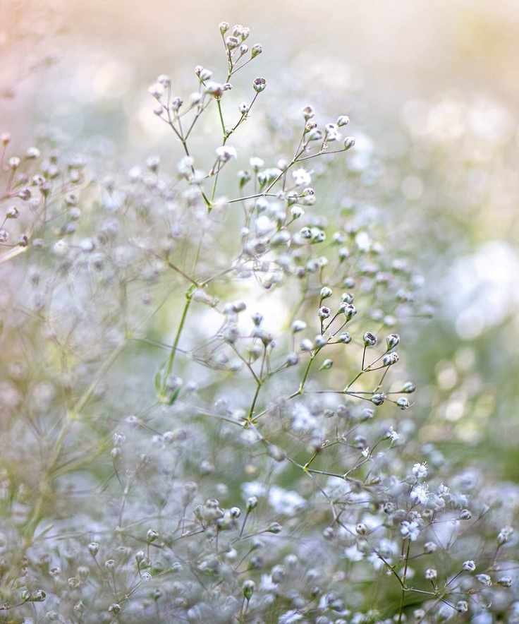 Gypsophila flowers up close