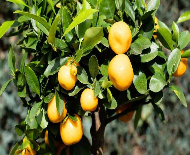 8 Compact Fruit Trees for Small Gardens – Big Flavor in Less Space