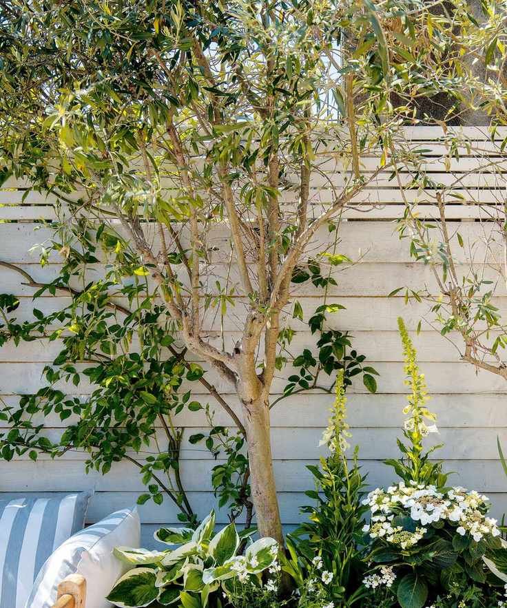 Raised bed against a wooden shed with a tree, hosta and foxgloves.