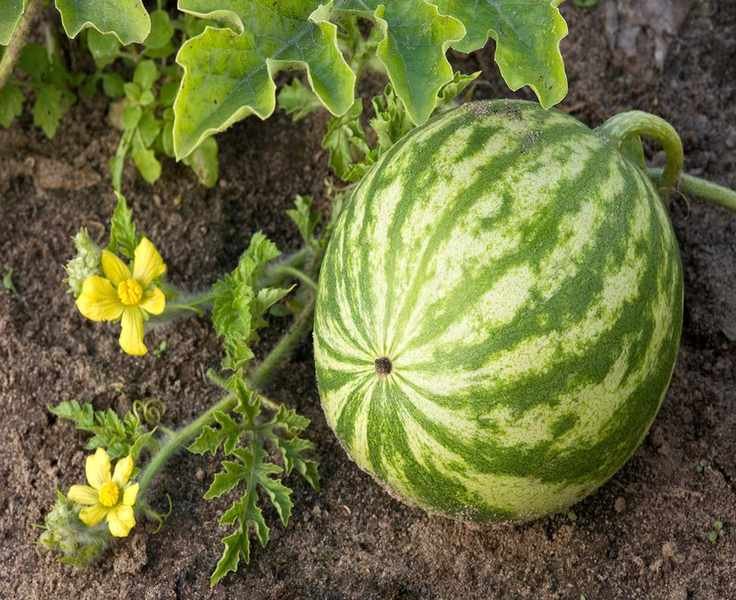 watermelon