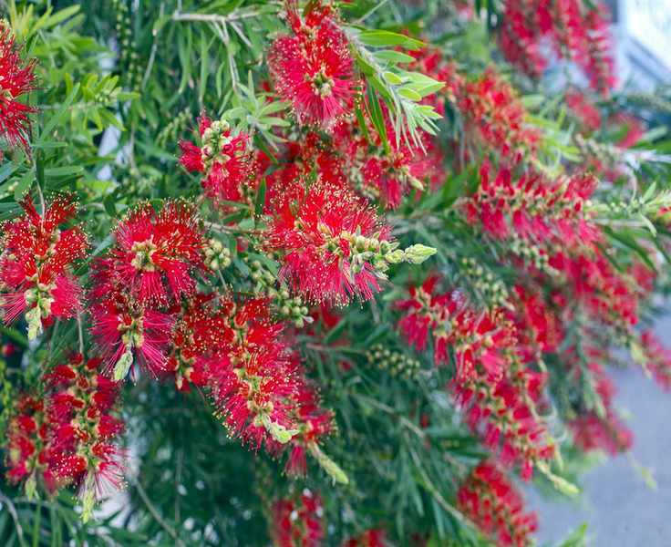 Red bottlebrush, Callistemon in bloom