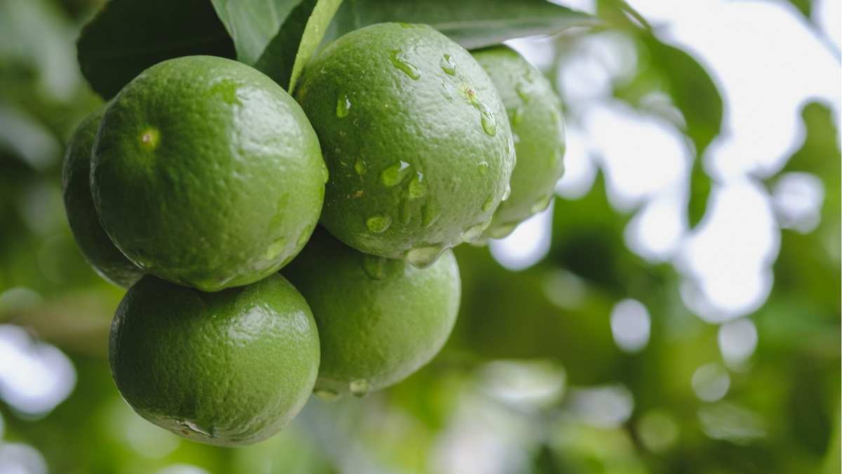 Essential Tips for Successfully Growing a Lime Tree to Fruit