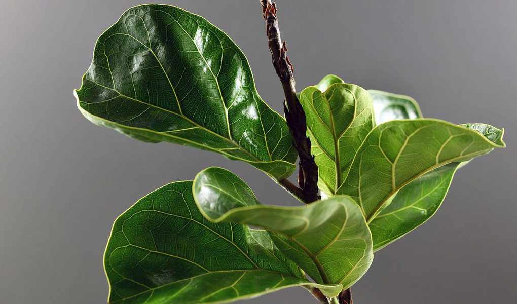 Expert Tips for Pruning Your Fiddle Leaf Fig for a Bushier Look