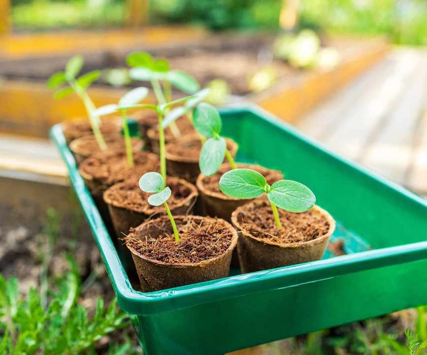 cucumber seedlings