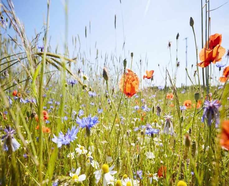 Lessons from a professional forager – get curious, allow plants to fail and embrace invasive weeds, says NYC restaurant supplier
